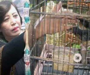 bisnis burung