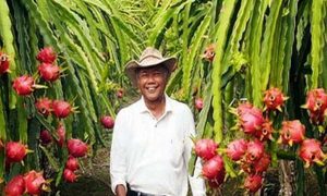 petani buah naga