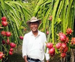petani buah naga