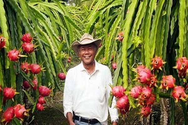 petani buah naga