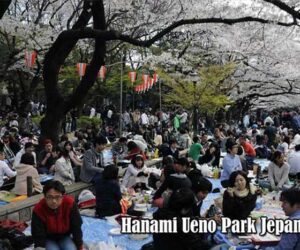 Tradisi Hanami Di Ueno Park Jepang