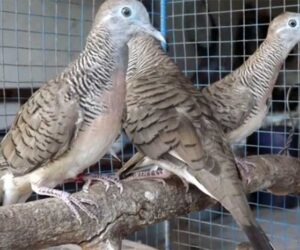 Kesehatan Burung Perkutut