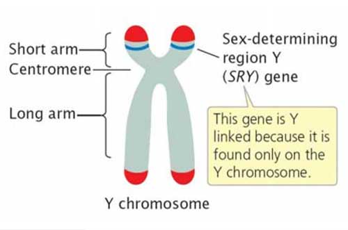 genetic mechanisms of sex determination