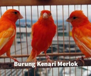 Kenari Merlok