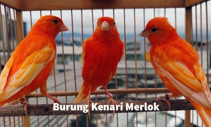 Kenari Merlok