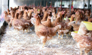 Ternak Ayam